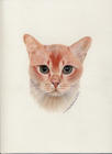 Red Burmese - winner of the Supreme Cat Show 2001